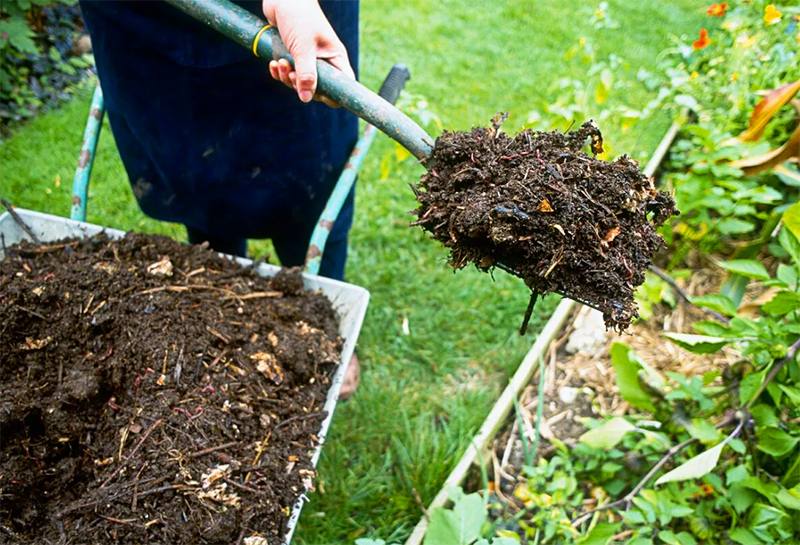 Det mørke materiale tiltrækker solvarme, det tætte lag beholder vand, og næringsstofferne i en sådan mulch beriger jorden