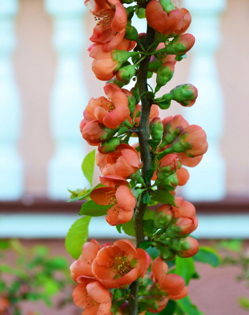 Flores en una rama de membrillo japonés