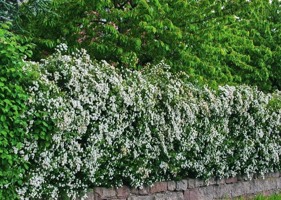 Hawthorn hedge around the perimeter of the garden plot