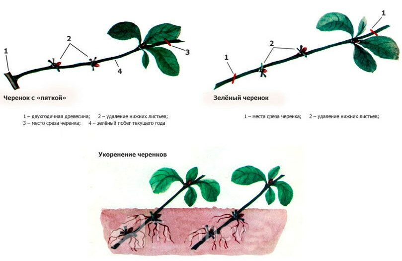 Svarainių vasaros auginių reprodukcijos schema