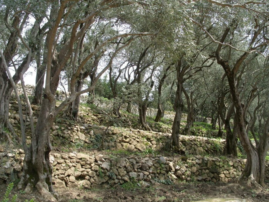 Oude olijfbomen op een perceel met reliëf