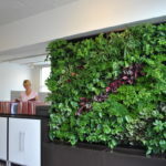 Wall hydroponics