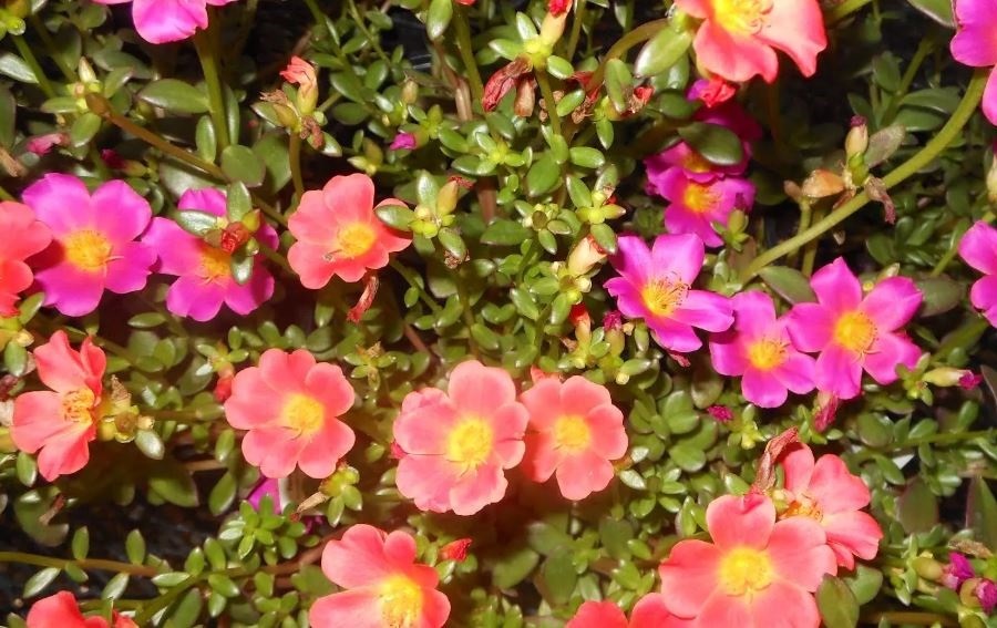 Foto da variedade Sunglo de beldroegas com flores grandes