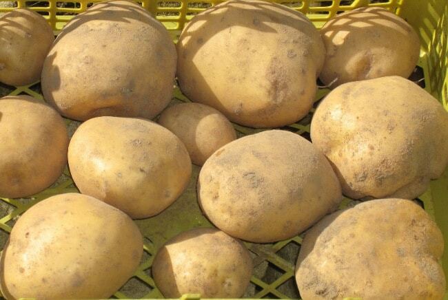 Geriausios bulvių veislės