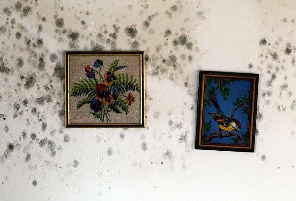 What is the danger of mold in the apartment and how to prevent its occurrence?
