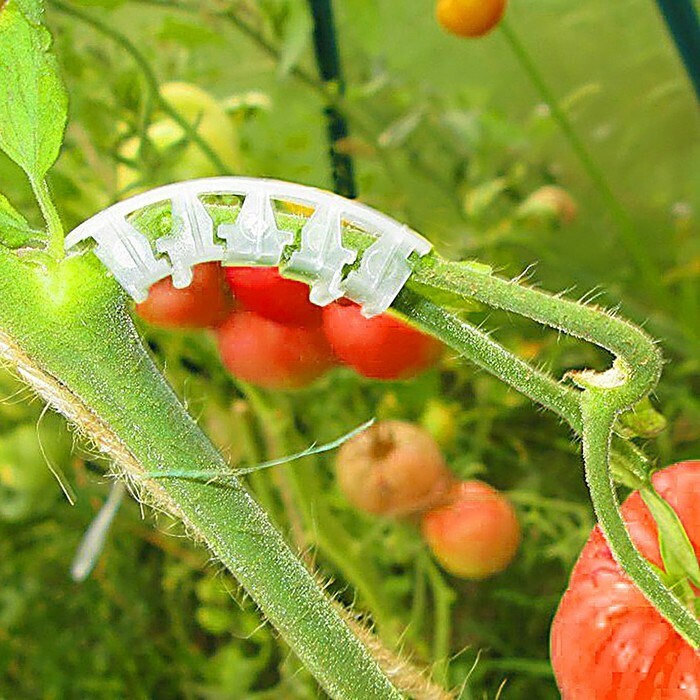 Tomatborsthållare, 50 -delars set, vit