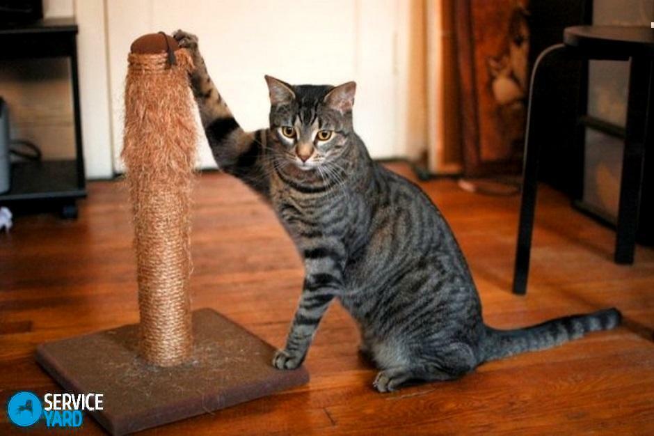 Mit tehetek annak megakadályozására, hogy a macska ne tapogassa a tapétát?