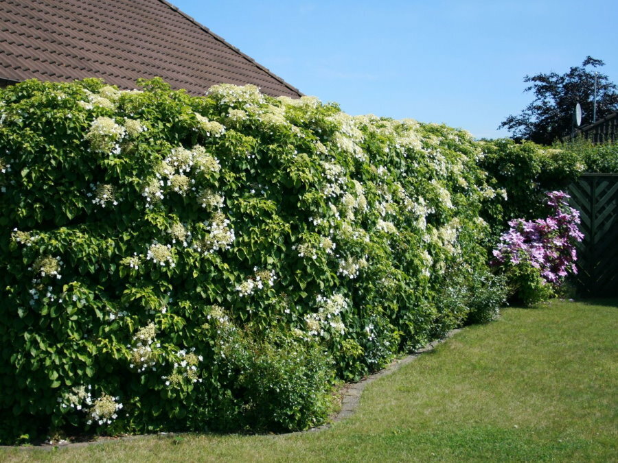 Fast growing hedge of stalked hydrangea