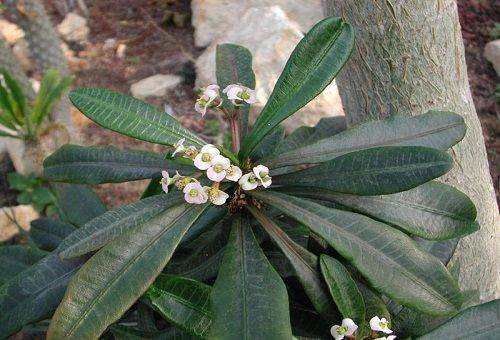Euphorbia - kotona tapahtuva hoito, joka perustuu vaatimattomien kasvien sääntöihin