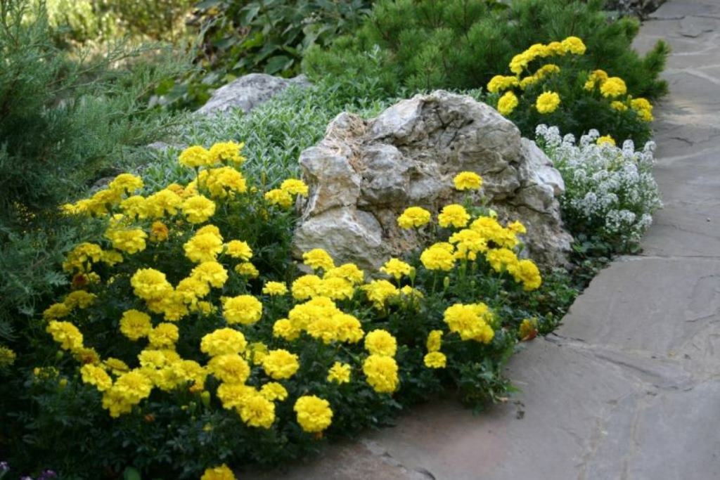 flores anuales en el diseño del jardín.