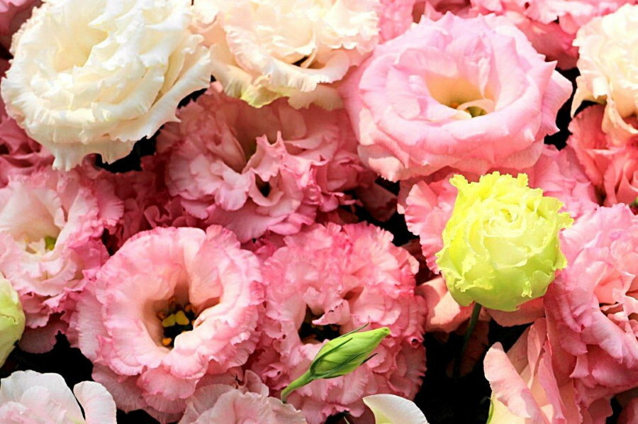 Flores de eustoma rosa da variedade híbrida Aurora