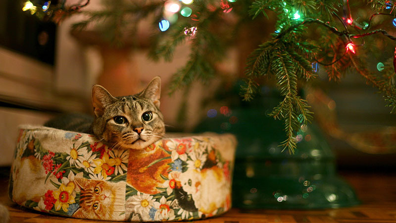 Take the cat away from the tree and place several boxes of different sizes next to each other.