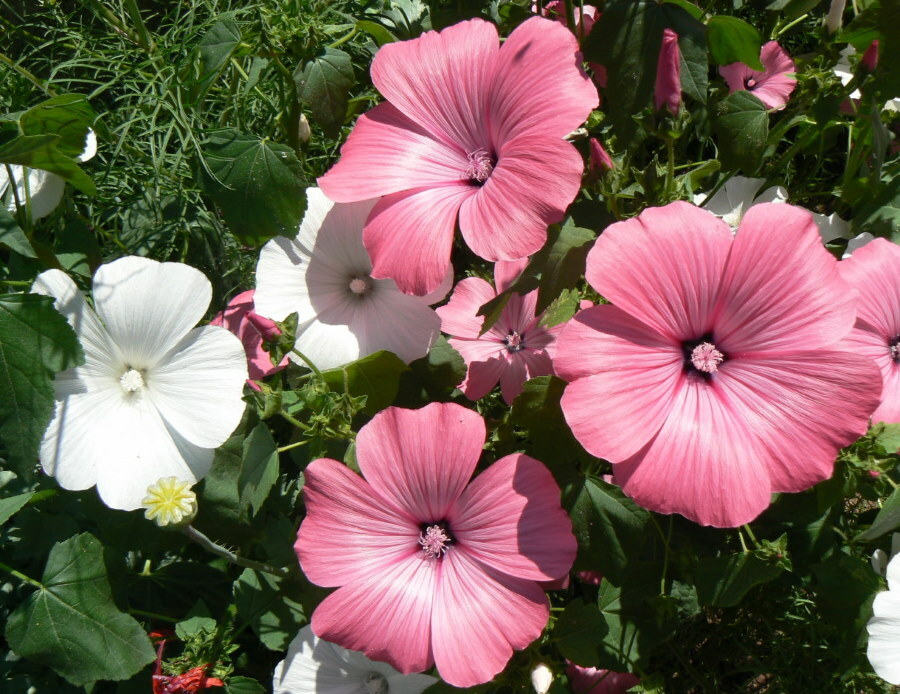Lavatera blommor av rosa och vit färg på nära håll