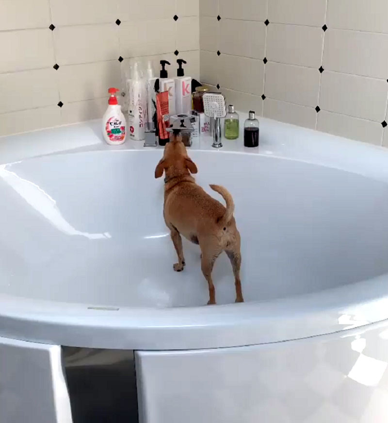 A háziállatok megtanulták önállóan bekapcsolni a vizet a fürdőszobában, amikor szomjasak