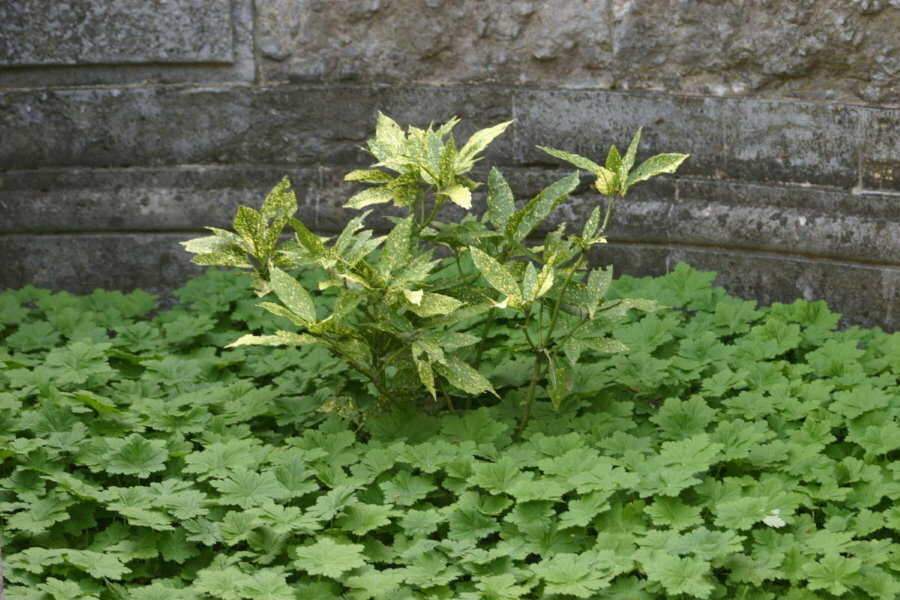 Geranium s velikim rizomima kao zeleni sag u zemlji