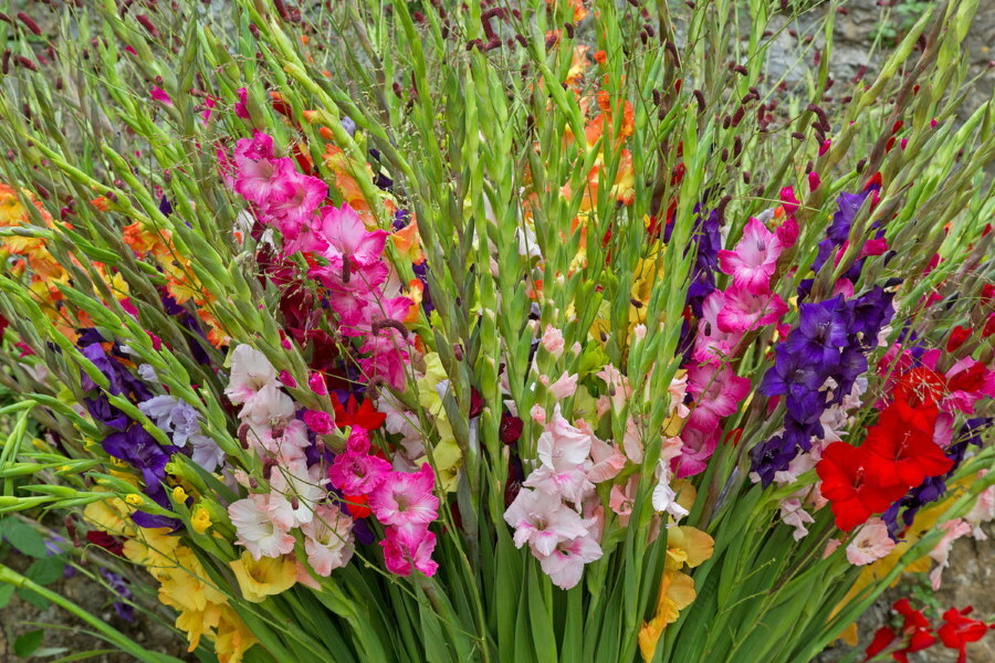 Glaïeuls multicolores dans un parterre de fleurs de campagne
