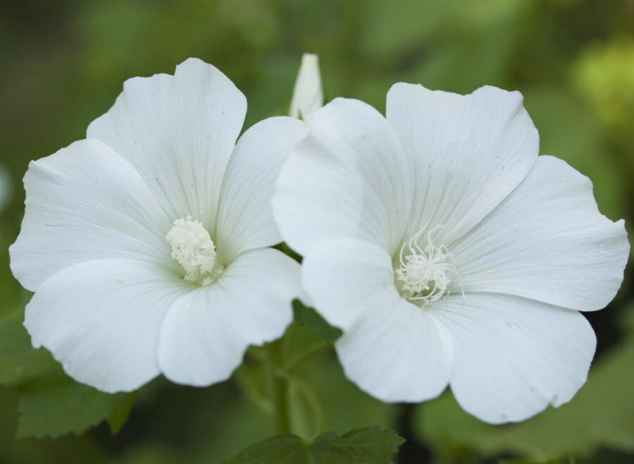 Snow-white flowers on the annual lavaret