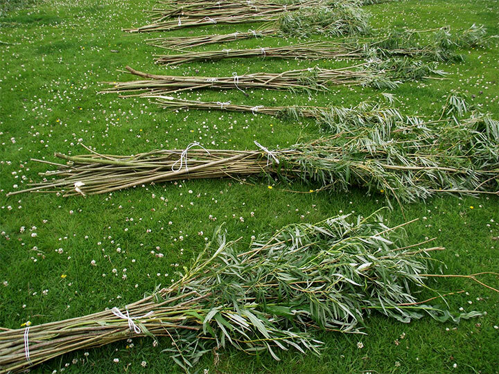 Bunches of willow branches for planting in a live wall