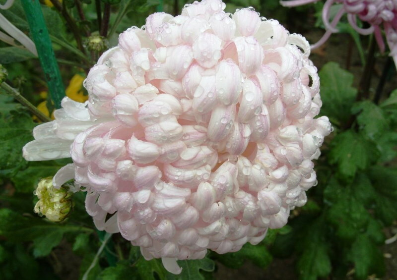 Foto de variedades de crisantemo White Phoenix.