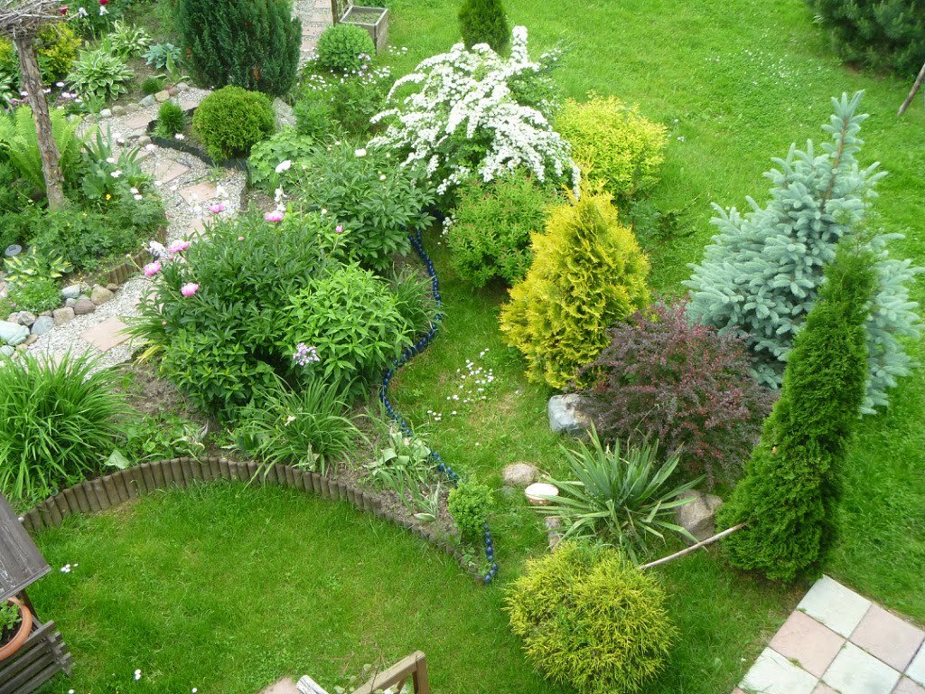 Pogled odozgo na kut vrta s mladim tujama