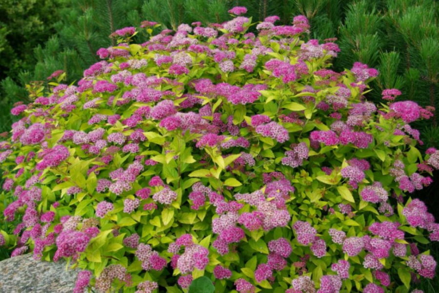 Rozā-purpursarkani ziedi uz Golden Princess šķirnes spirea krūma