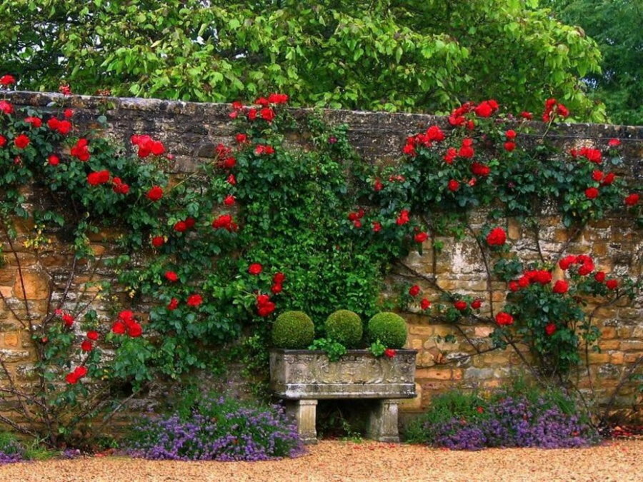 Rdeče-bordo cvetovi na trepalnicah vrtnice