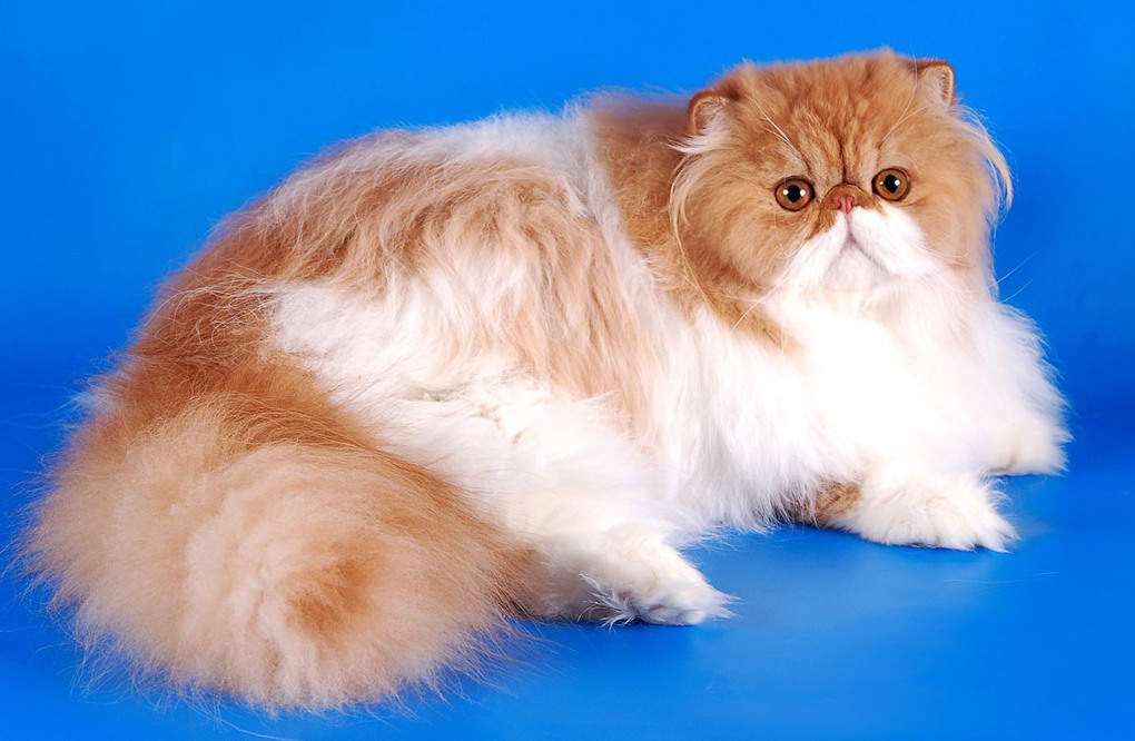Top 10 smukkeste katte i verden