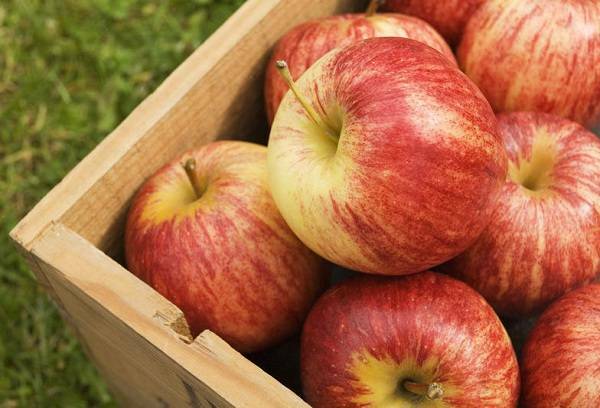 Jak przechowywać jabłka na zimę: odpowiednie przygotowanie w domu