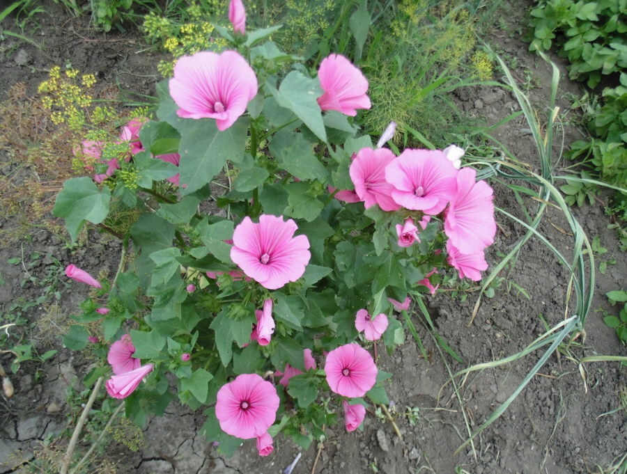 Pequeño arbusto de laurel con flores rosas