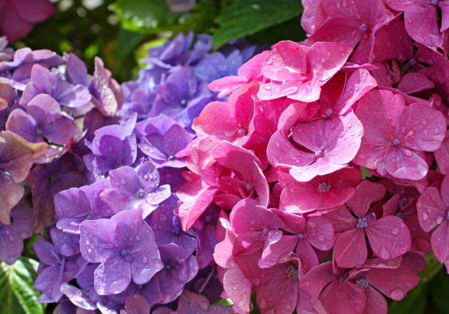 Krāsojiet hortenzijas ziedus augsnē ar augstu skābumu