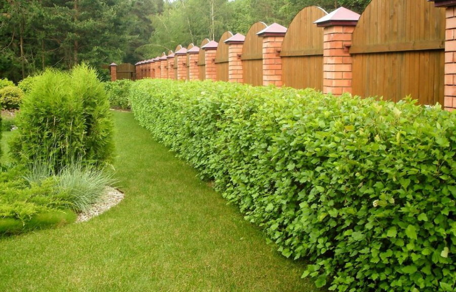 Mur végétal de vésicule verte