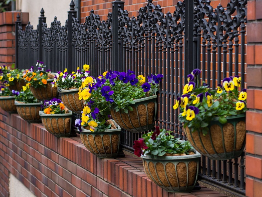 Fleurs en pots sur une clôture forgée