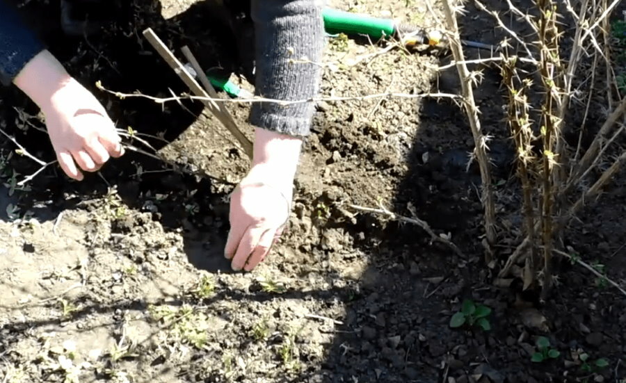Savijanje grane žutika na tlo za ukorjenjivanje