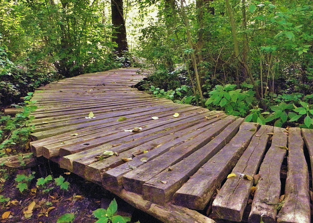 caminhos de jardim feitos de madeira foto