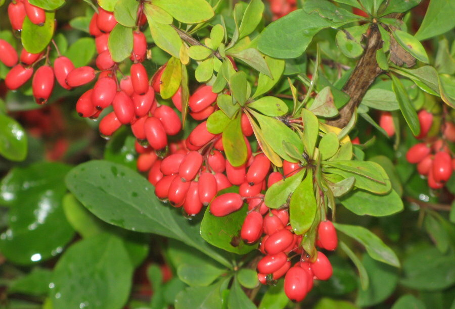 Pink-red berries on the branches of Amur barberry