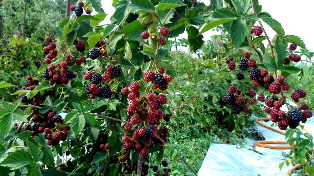 blackberry hedge