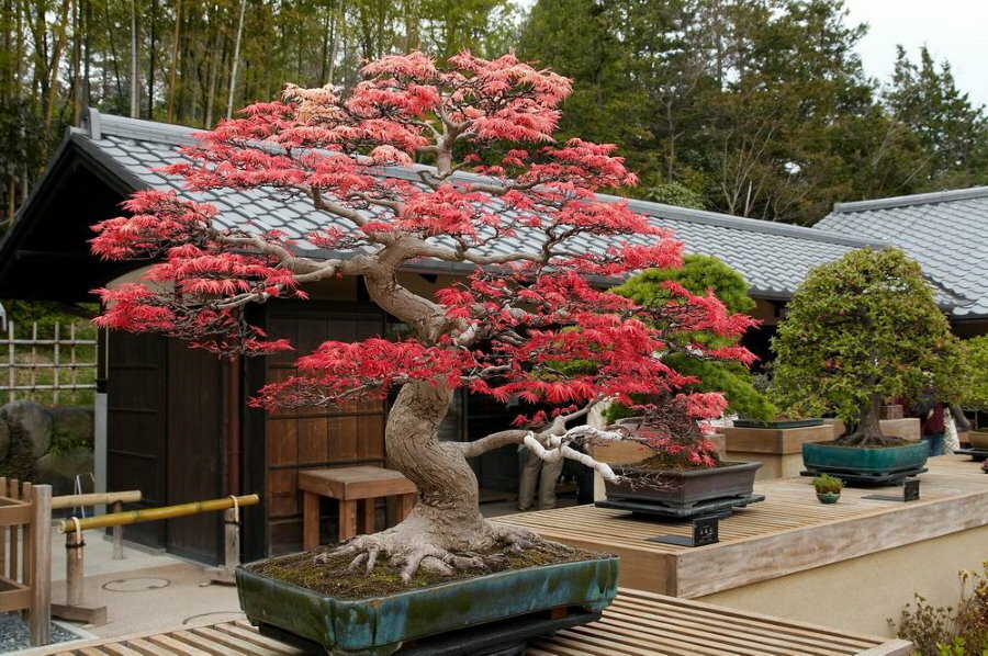 Bonsai shaped japanese maple