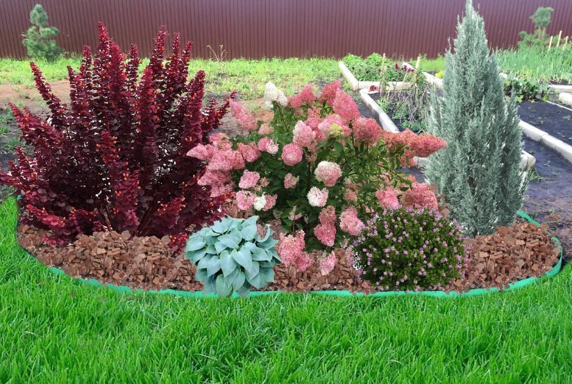 Hydrangea v krajinném designu s jinými rostlinami