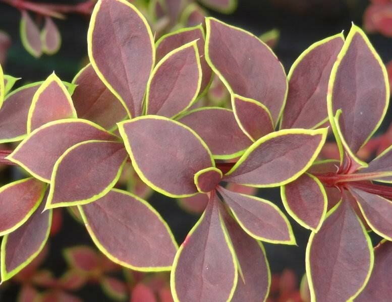 Yellow edging on purple leaves of Golden Ring barberry