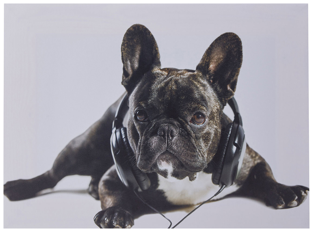 Festmény 40x30 cm -es Hoff francia bulldog fejhallgatóval
