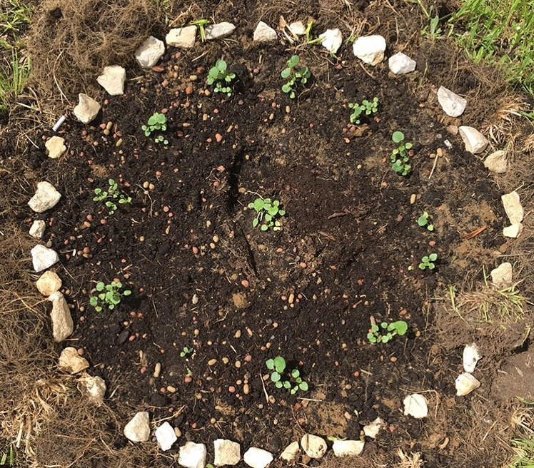 Garden bed with planted Lavatera seedlings