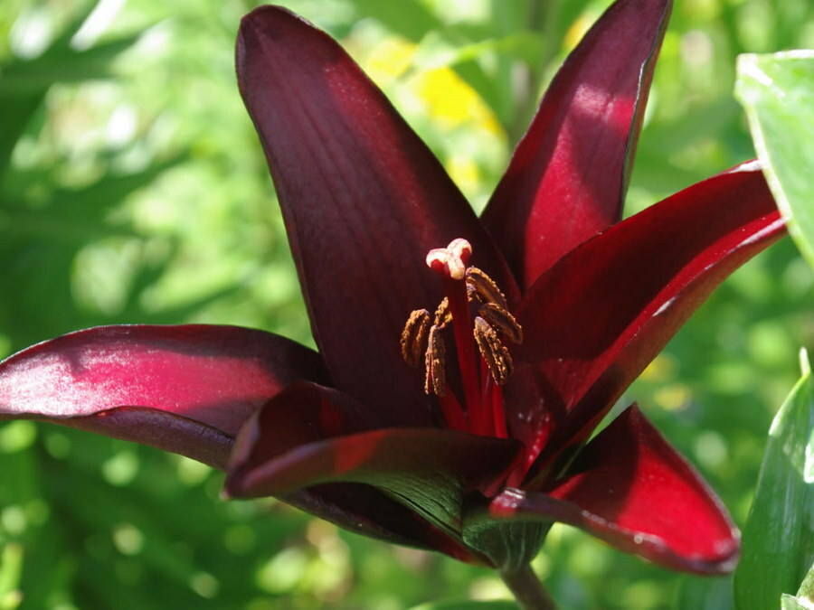 Schwarze und burgunderrote Lilie aus asiatischer Auswahl der Sorte Landini