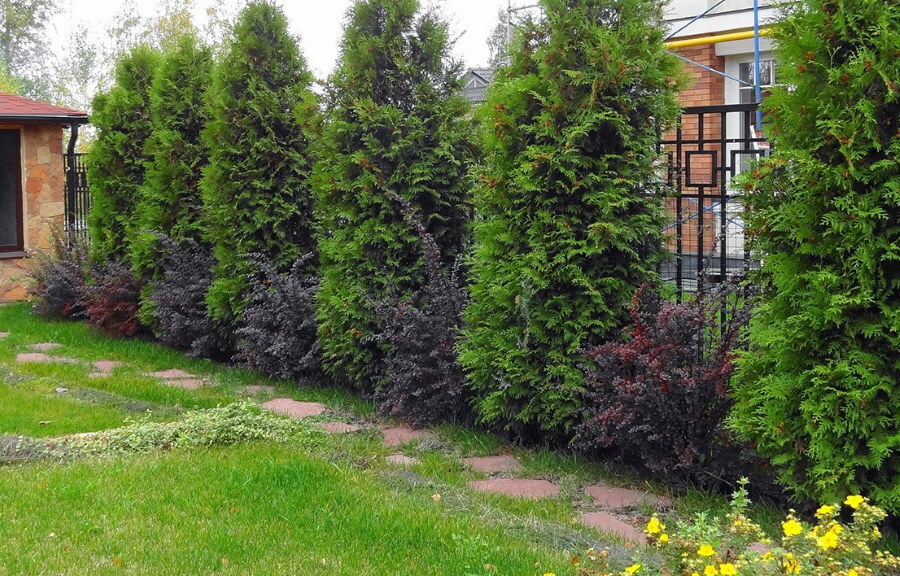 Thuja western mixed with low bushes
