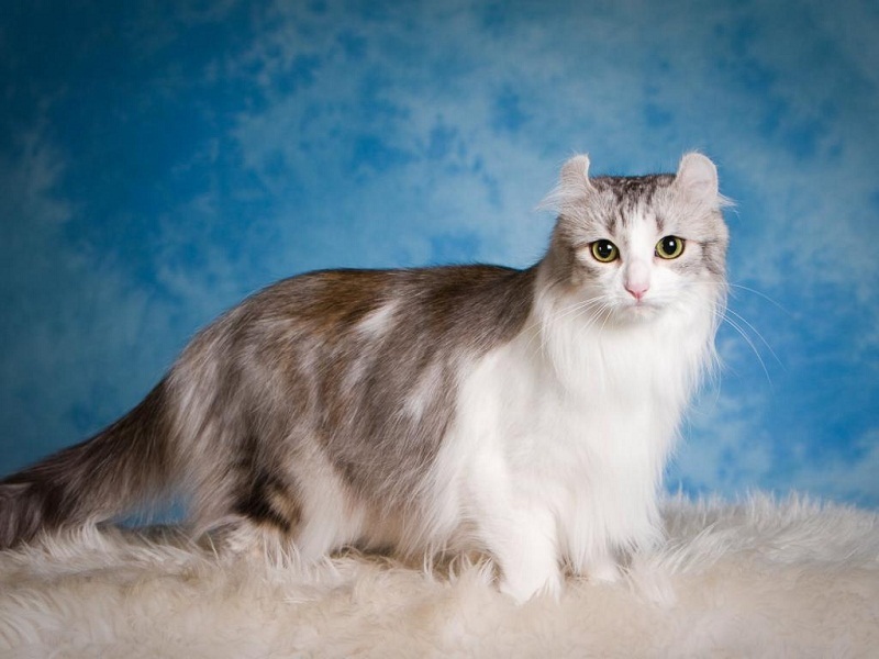 The most rare breed of cats. Top 10( with photos)