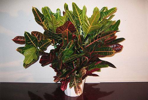 Croton: hjemmepleje til planten?