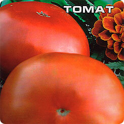 Nasiona Pomidora Łapa Niedźwiedzia, 20 szt, Ogród Syberyjski