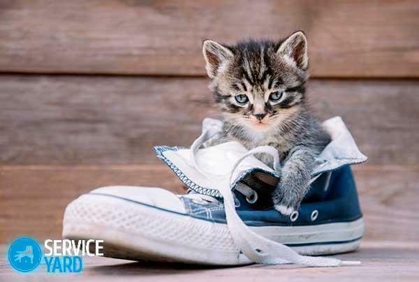 How to remove the smell of cat urine from shoes?