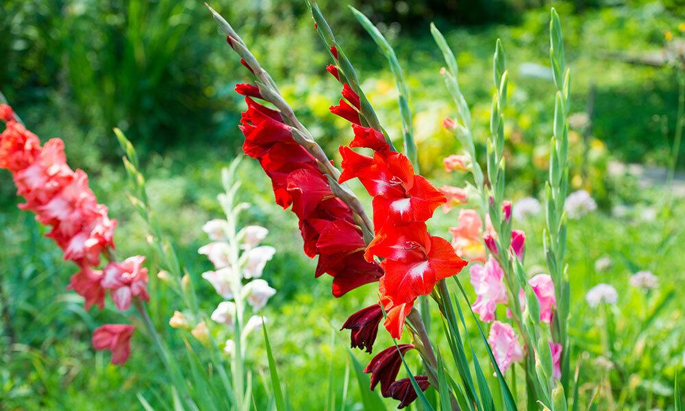 gladioli za vrtno fotografijo