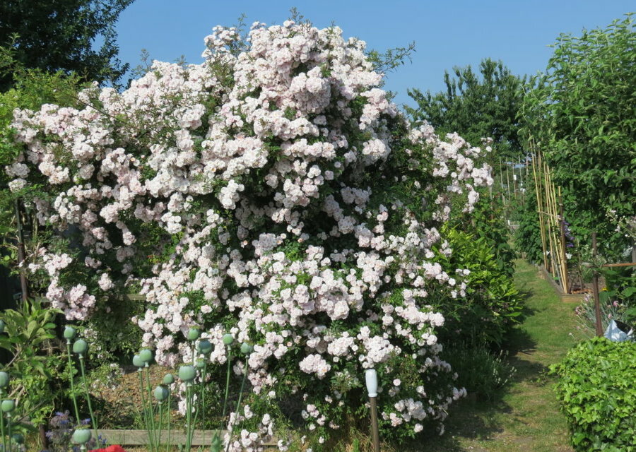 Roseira com floração abundante