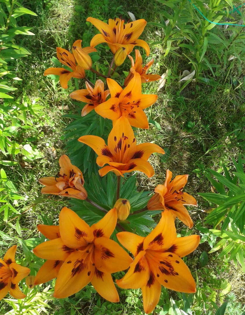 Kauniita oranssin liljan kukkia maaseudulla